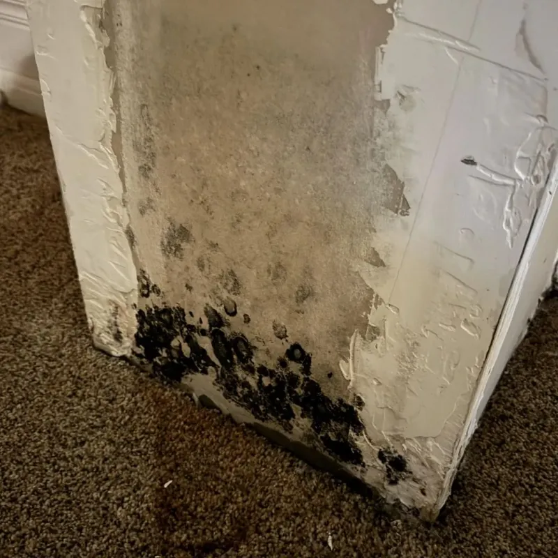 Professional Mold Removal in Emerson, GA